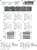 Bax Antibody in Western Blot (WB)