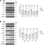 iNOS Antibody in Western Blot (WB)