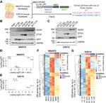DUX4 Antibody in Western Blot (WB)