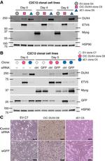 Myogenin Antibody in Western Blot (WB)