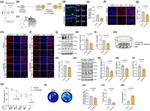 CX3CR1 Antibody in Western Blot (WB)