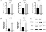 beta Actin Antibody in Western Blot (WB)