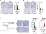 CD4 Antibody in Immunohistochemistry (Paraffin) (IHC (P))