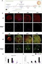 Gata-4 Antibody in Immunocytochemistry (ICC/IF)