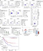 CD335 (NKp46) Antibody in Flow Cytometry (Flow)