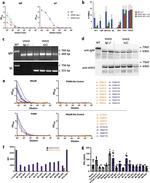 CD335 (NKp46) Antibody in Flow Cytometry (Flow)