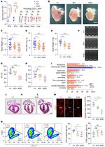 CD31 (PECAM-1) Antibody in Flow Cytometry (Flow)