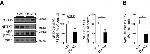 PSD-95 Antibody in Western Blot (WB)