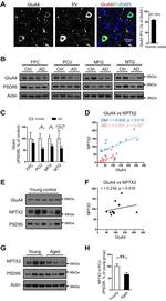 PSD-95 Antibody in Western Blot (WB)