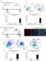 CD90.2 (Thy-1.2) Antibody in Flow Cytometry (Flow)