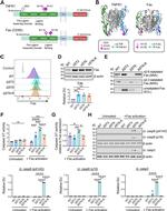 CD95 (APO-1/Fas) Antibody in Flow Cytometry (Flow)