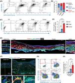 Alpha-Smooth Muscle Actin Antibody in Flow Cytometry (Flow)