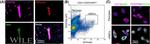CD140b (PDGFRB) Antibody in Flow Cytometry (Flow)