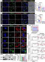 CD11b Antibody in Flow Cytometry (Flow)