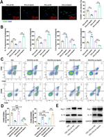 CD206 (MMR) Antibody in Flow Cytometry (Flow)