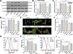 CD206 (MMR) Antibody in Flow Cytometry (Flow)