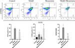 CD206 (MMR) Antibody in Flow Cytometry (Flow)