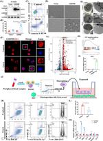 CD206 (MMR) Antibody in Flow Cytometry (Flow)