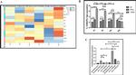 CD206 (MMR) Antibody in Flow Cytometry (Flow)