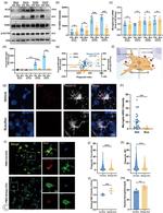 NOX2 Antibody in Flow Cytometry (Flow)