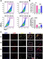 Arginase 1 Antibody in Flow Cytometry (Flow)