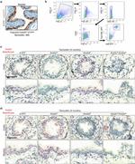 CD326 (EpCAM) Antibody in Flow Cytometry (Flow)