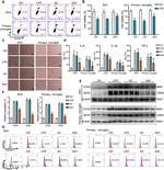 iNOS Antibody in Flow Cytometry (Flow)