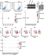 CD284 (TLR4) Antibody in Flow Cytometry (Flow)