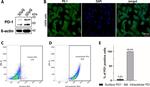 CD279 (PD-1) Antibody in Flow Cytometry (Flow)