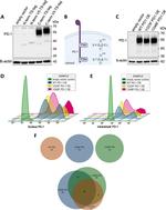 CD279 (PD-1) Antibody in Flow Cytometry (Flow)