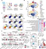 CD235a (Glycophorin A) Antibody in Flow Cytometry (Flow)