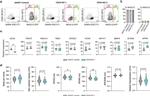 CD34 Antibody in Flow Cytometry (Flow)