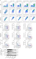 CD45 Antibody in Flow Cytometry (Flow)