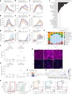 CD11c Antibody in Flow Cytometry (Flow)