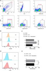 CD206 (MMR) Antibody in Flow Cytometry (Flow)