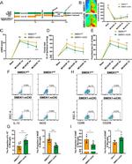 iNOS Antibody in Flow Cytometry (Flow)