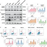 iNOS Antibody in Flow Cytometry (Flow)