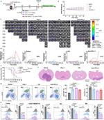 Tmem119 Antibody in Flow Cytometry (Flow)