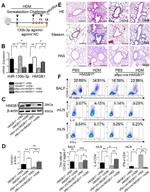 IL-4 Monoclonal Antibody (BVD6-24G2), PE-Cyanine7, eBioscience™