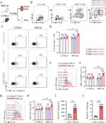 IL-1 beta (Pro-form) Antibody in Flow Cytometry (Flow)