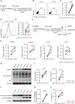 IL-1 beta (Pro-form) Antibody in Flow Cytometry (Flow)