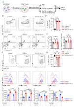 CD363 (S1PR1) Antibody in Flow Cytometry (Flow)