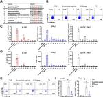 IL-17A Antibody in Flow Cytometry (Flow)