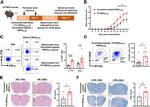 IL-17A Antibody in Flow Cytometry (Flow)