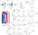 IFN gamma Monoclonal Antibody (XMG1.2), PE-Cyanine7, eBioscience™
