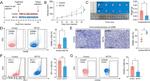 Granzyme B Antibody in Flow Cytometry (Flow)