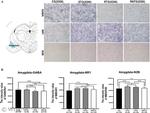 NMDAR1 Antibody in Immunohistochemistry (PFA fixed) (IHC (PFA))