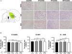 NMDAR1 Antibody in Immunohistochemistry (PFA fixed) (IHC (PFA))