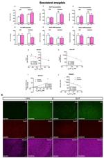 NMDAR1 Antibody in Immunohistochemistry (IHC)