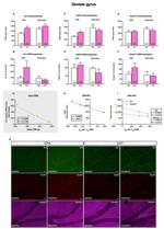 NMDAR1 Antibody in Immunohistochemistry (IHC)